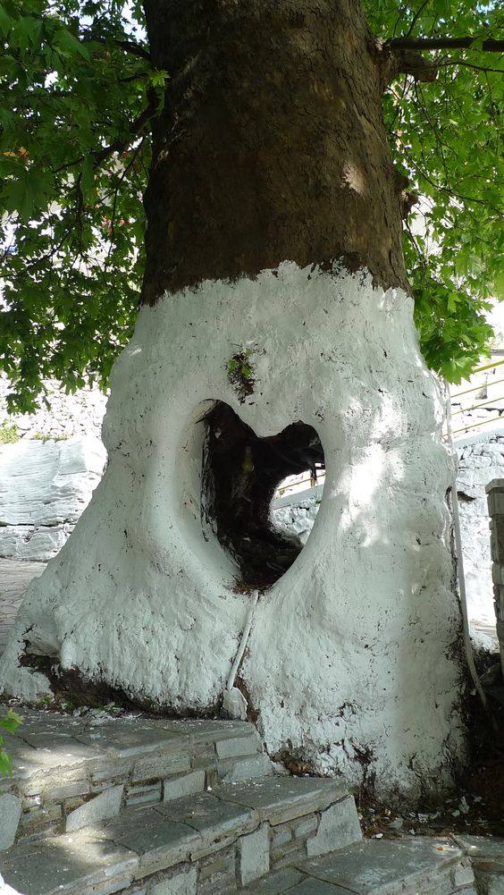 Lovely tree in Thassos